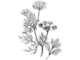 Coriander (Coriandrum sativum), Heb. GaD (Ex.16.31, Num.11.7)